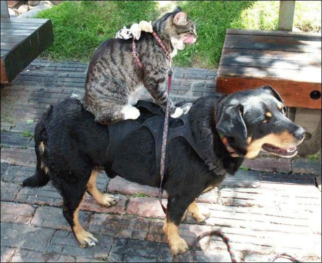 пёс кошка и мышки акробаты