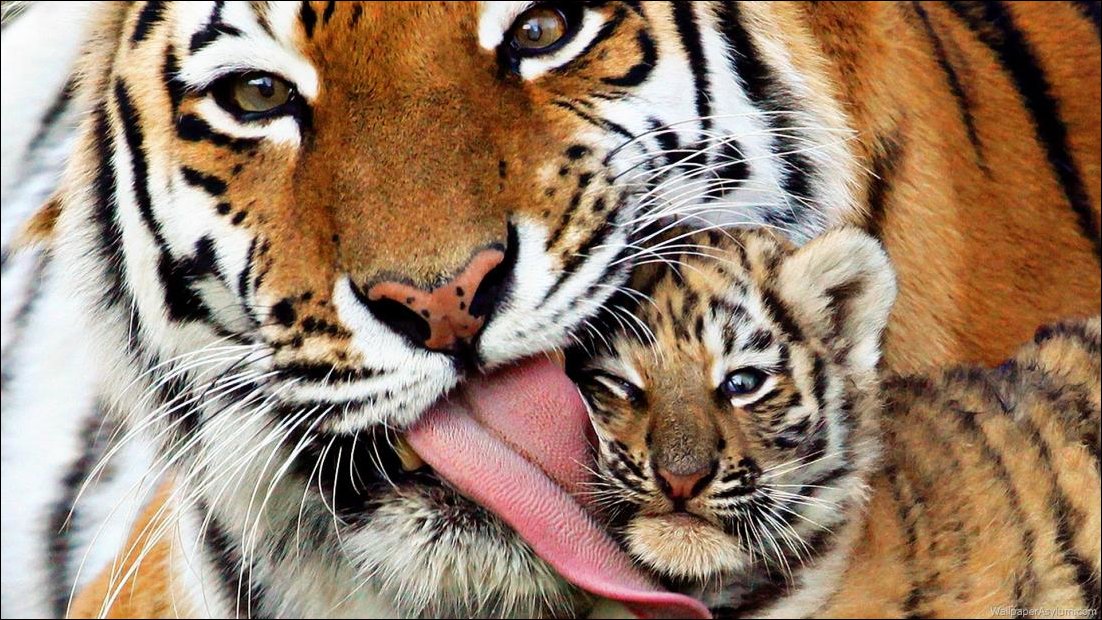 Тигра лижет тигрёнка