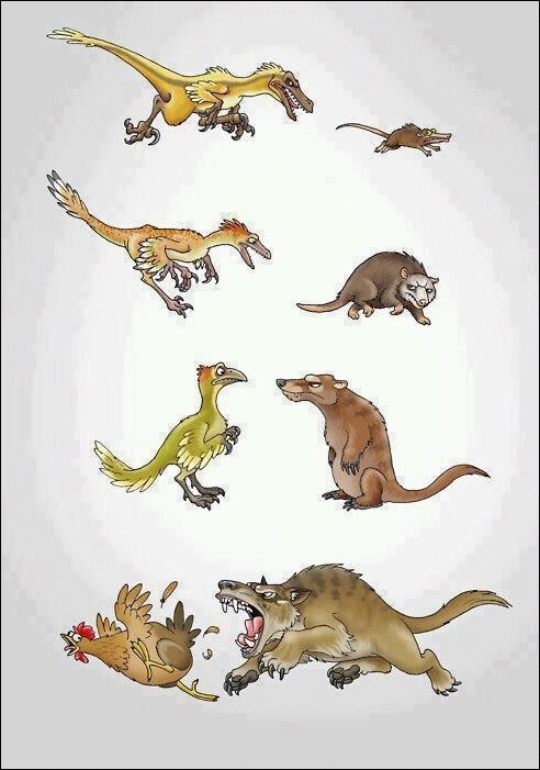 Эволюция видов