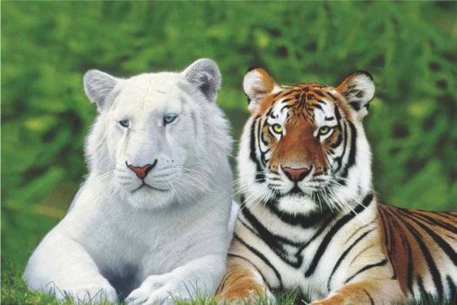 Тигр и белый тигр