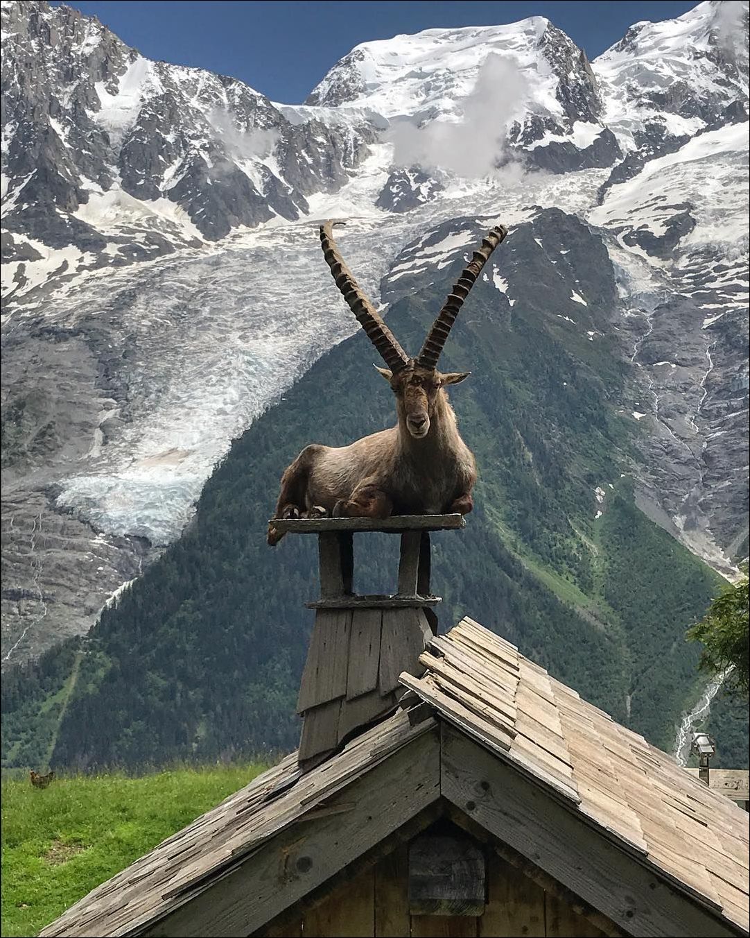 Горный козёл отдыхает на крыше дома в горах