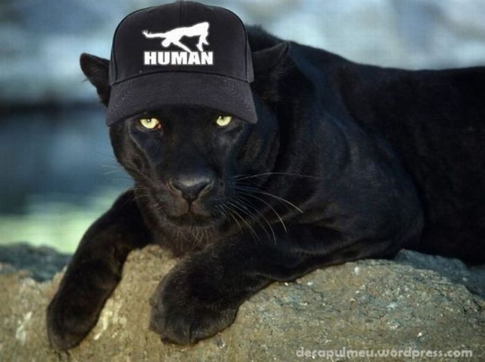 Puma в кепке Human
