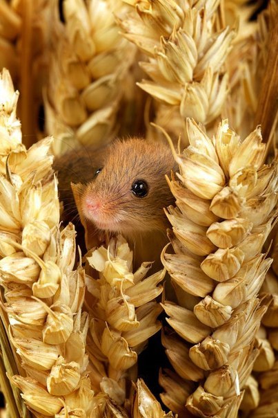 Хомяк в пшенице