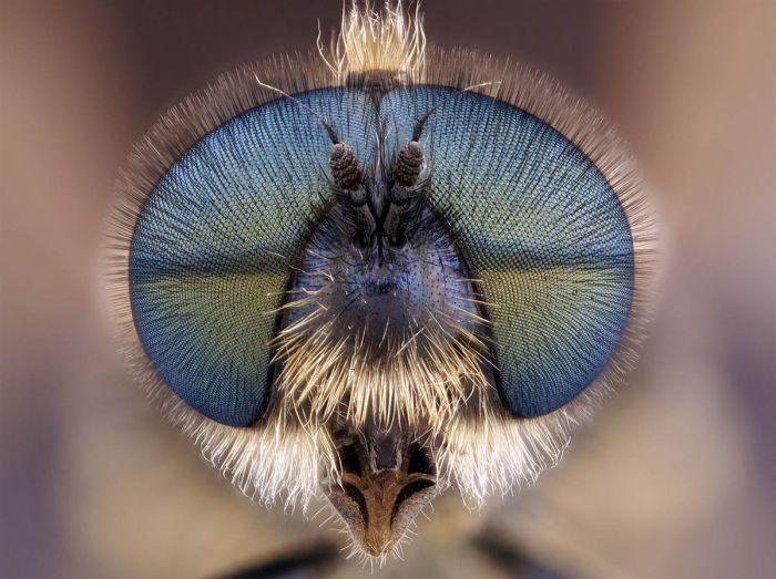 Близкий взгляд на муху