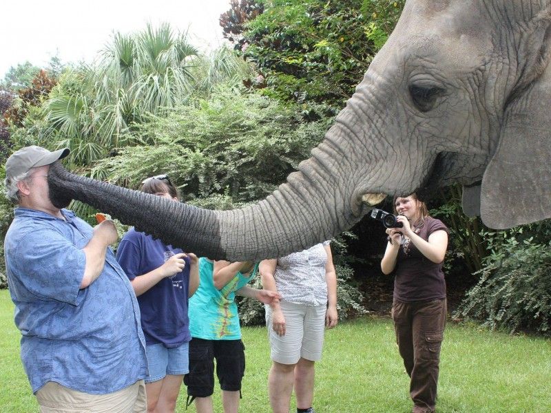 Слон поцеловал