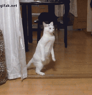 Кота ходит на двух лапах