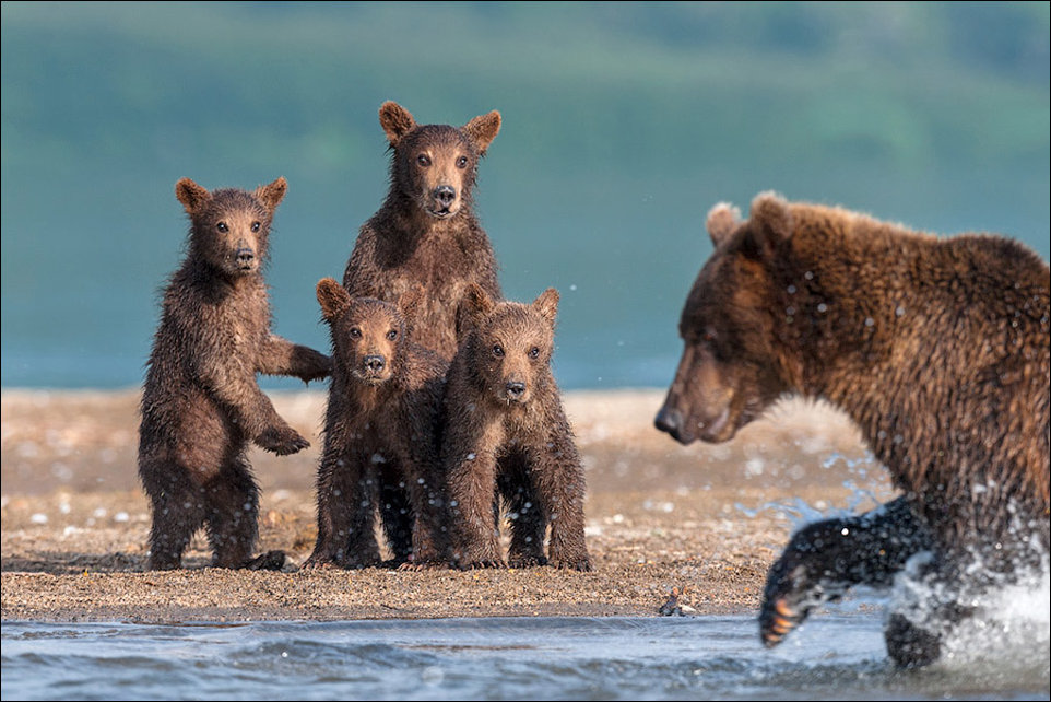 Медвежата смотрят как мама охотится