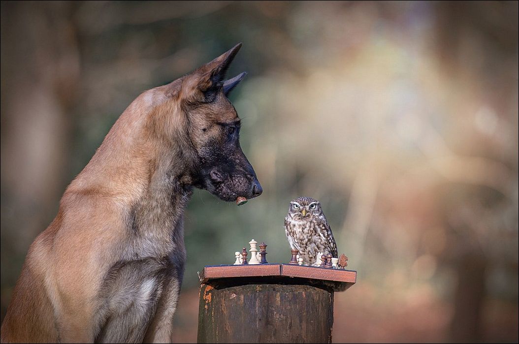 Собака и сова в шахматы играют