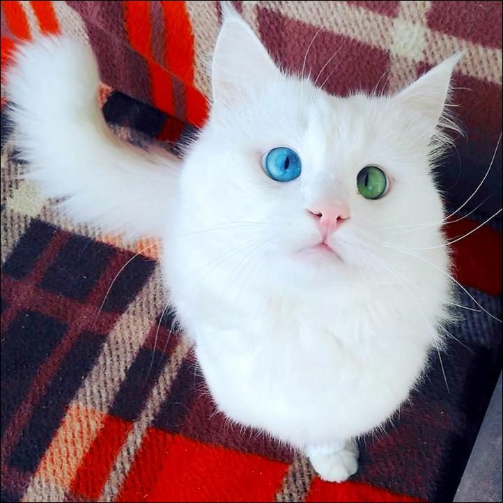 Зелёный и голубой глаза кота