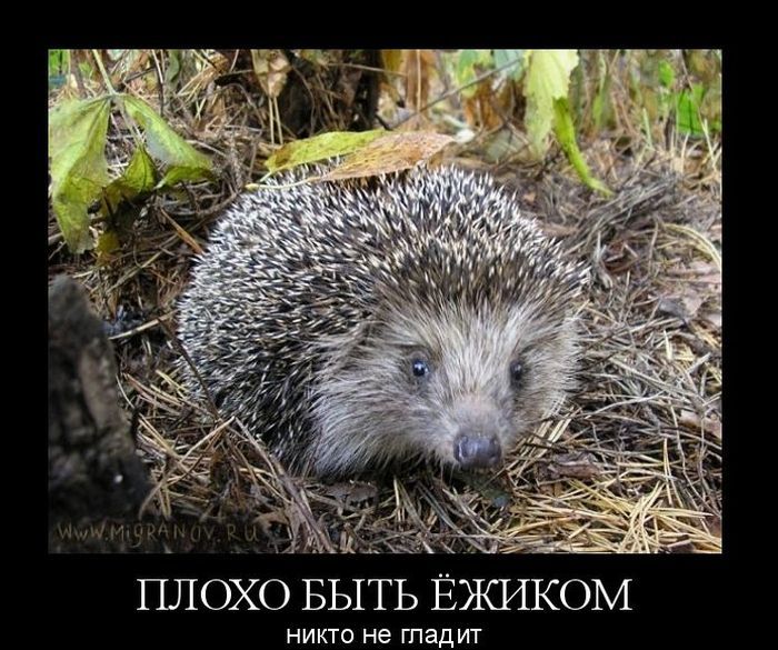 Ёжик