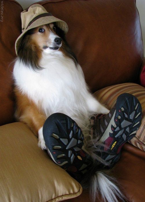 Собака, хорошо сидит