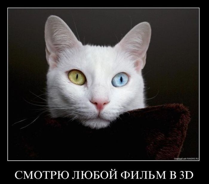 Кошка с разноцветными глазами