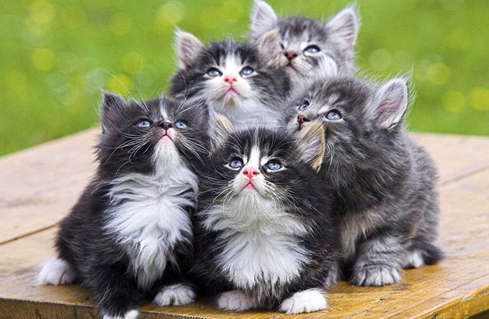 Котята