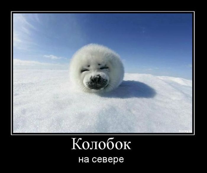 Прикольный