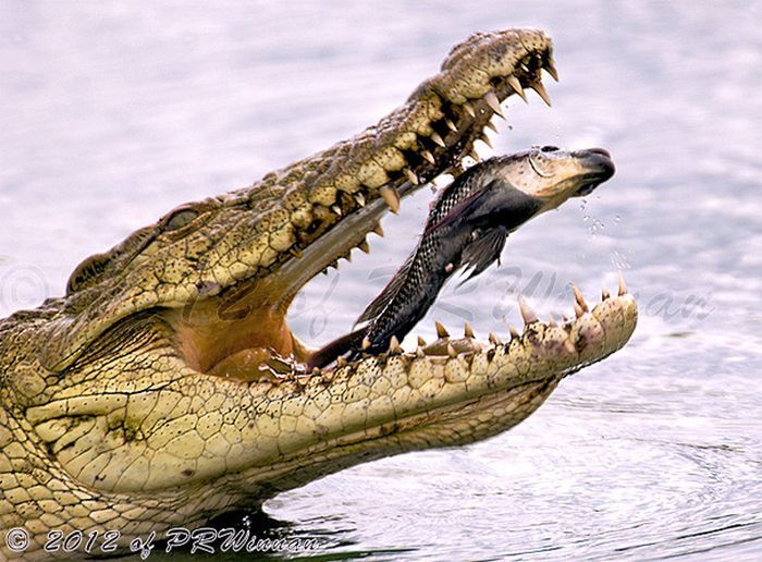 Крокодил ловит рыбу