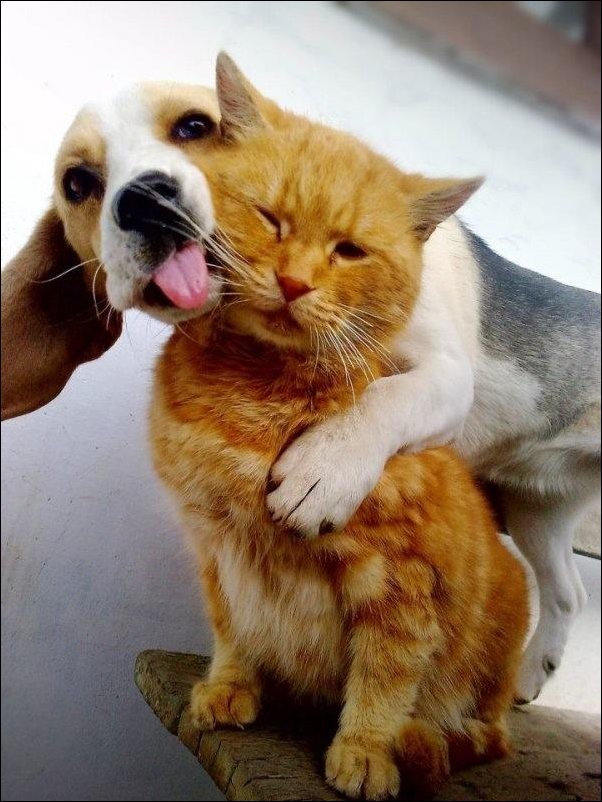 Друзья собака и кот