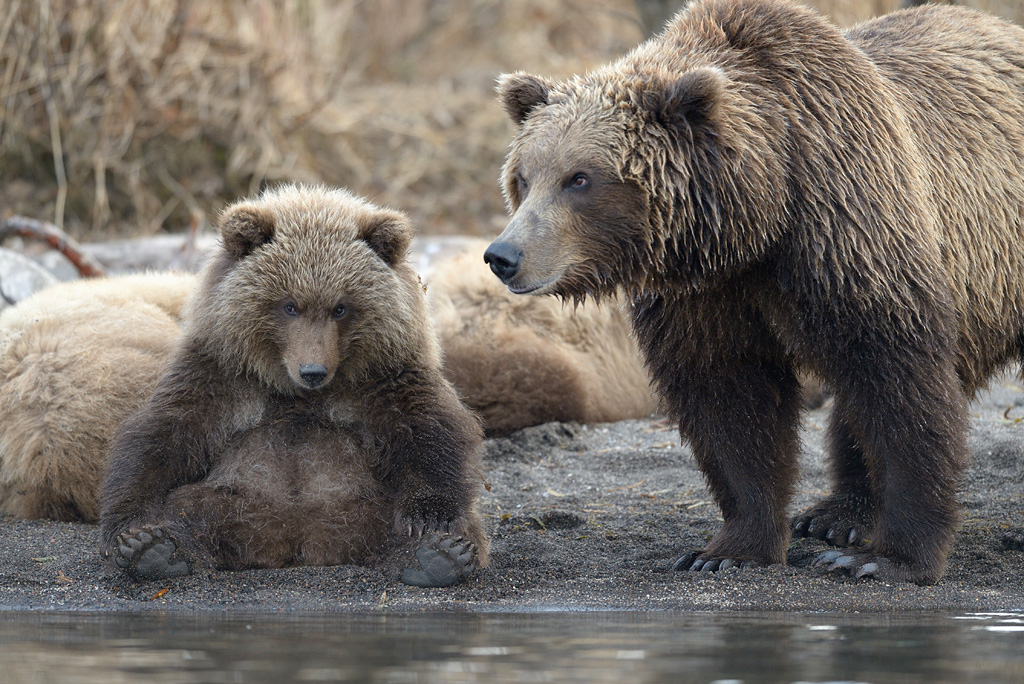Медведи на речке