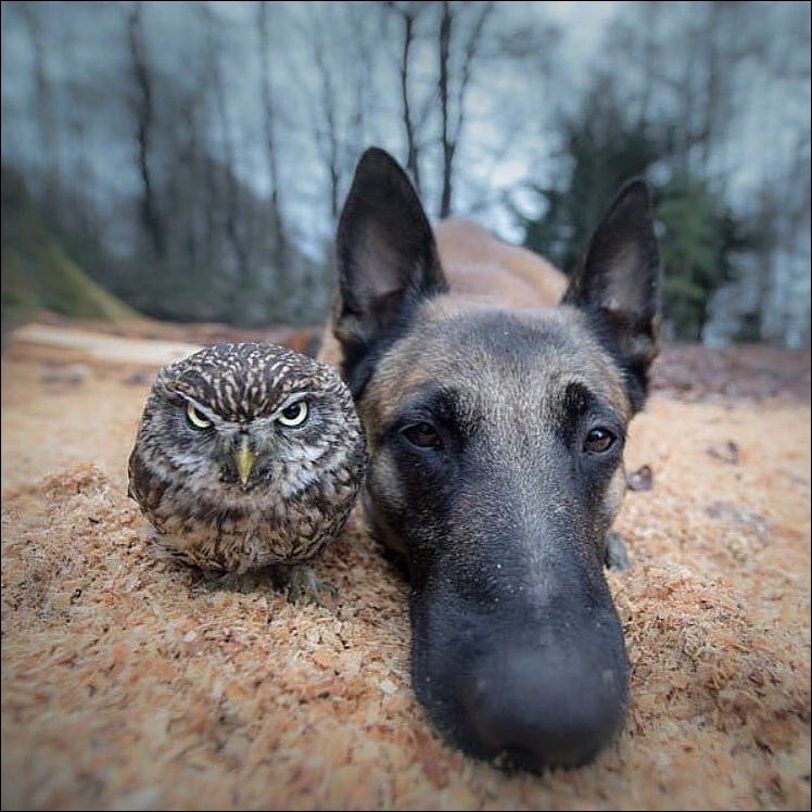 Сова и пёс