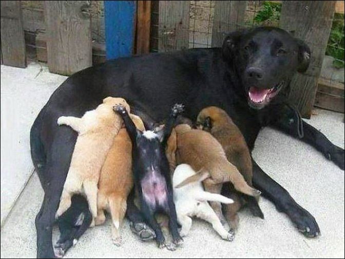 Щенята и собака