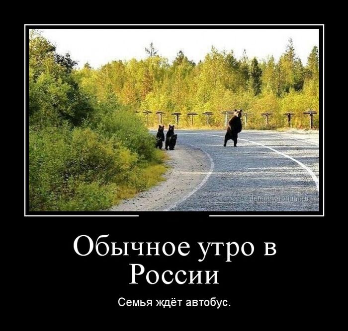 Мишки на дороге