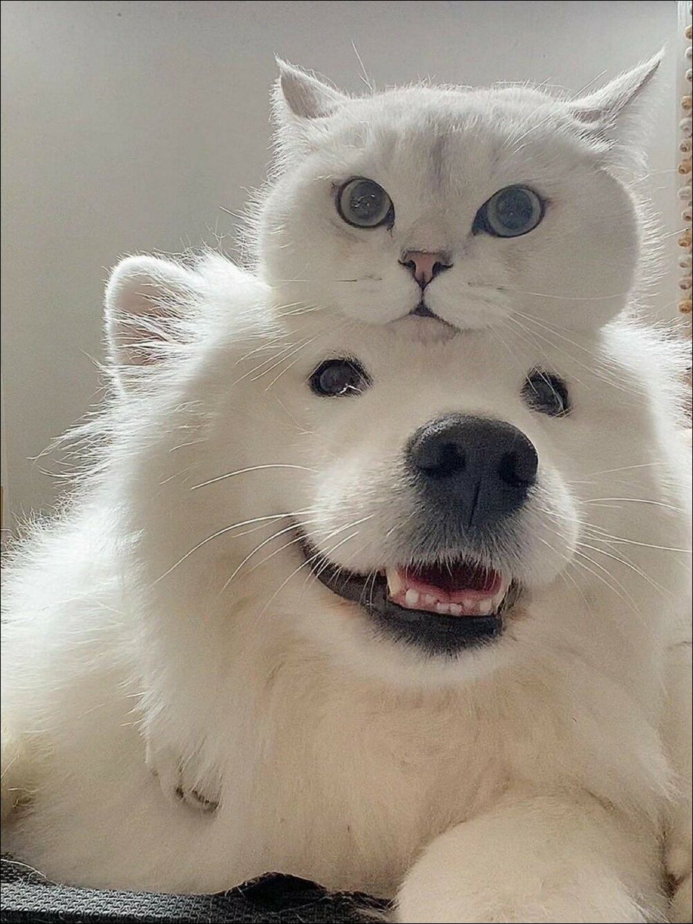 Белые кот и пёс друзья