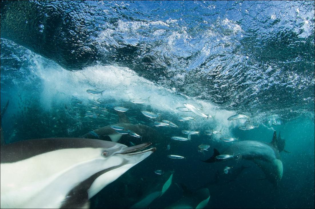 Дельфины питаются сардинами