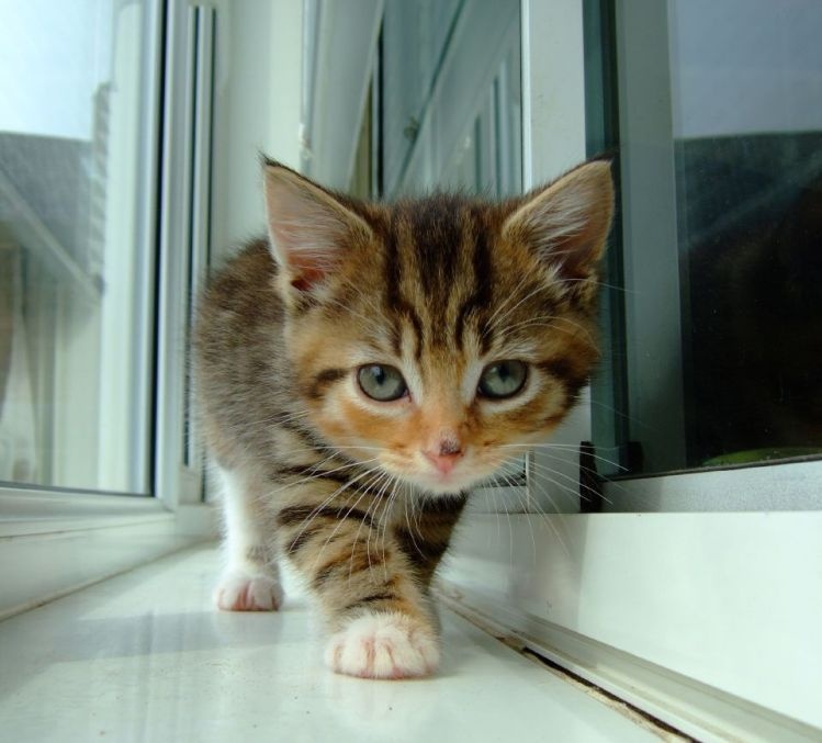 Котёнок у окна