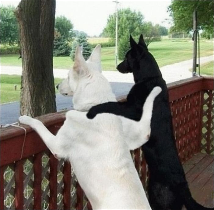 Белый и черный псы друзья