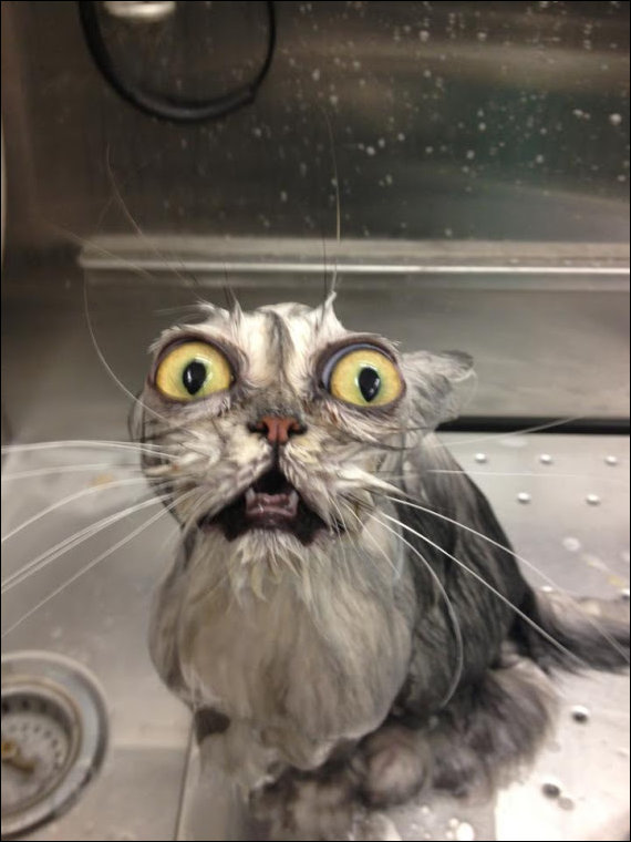 Кота помыли, кота в шоке