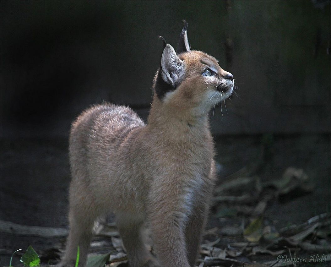 Дикая кошка
