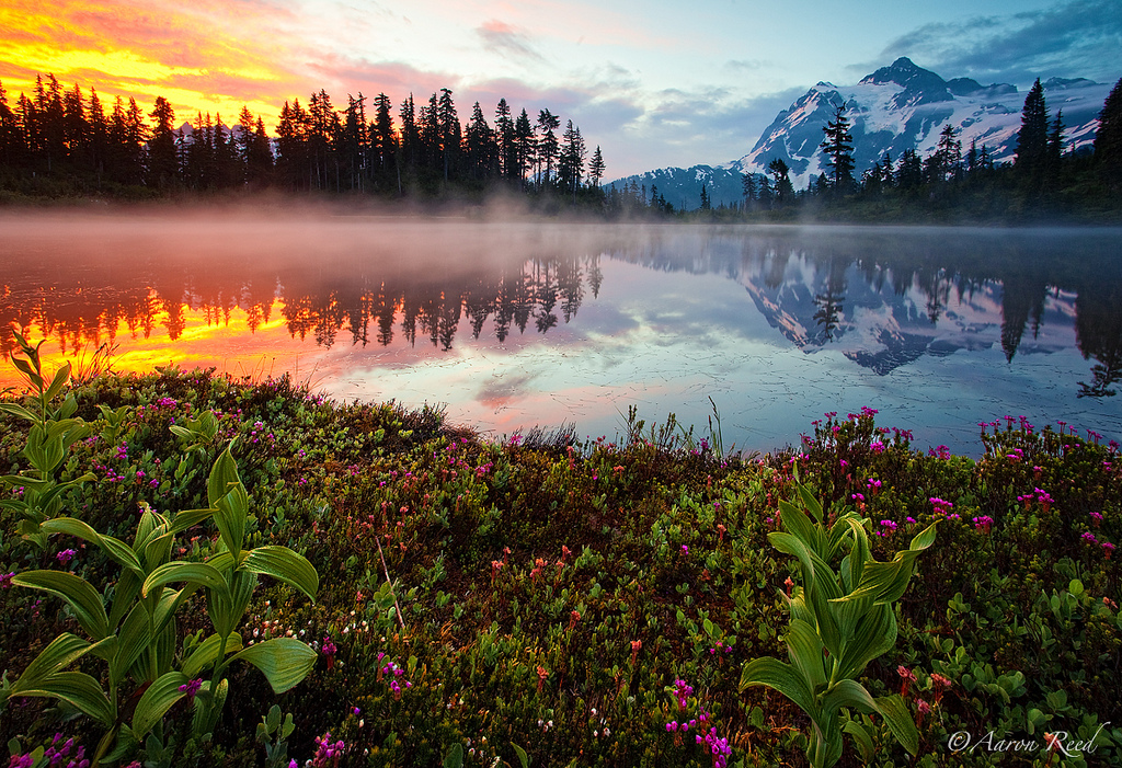 Берег в цветах туман на озере