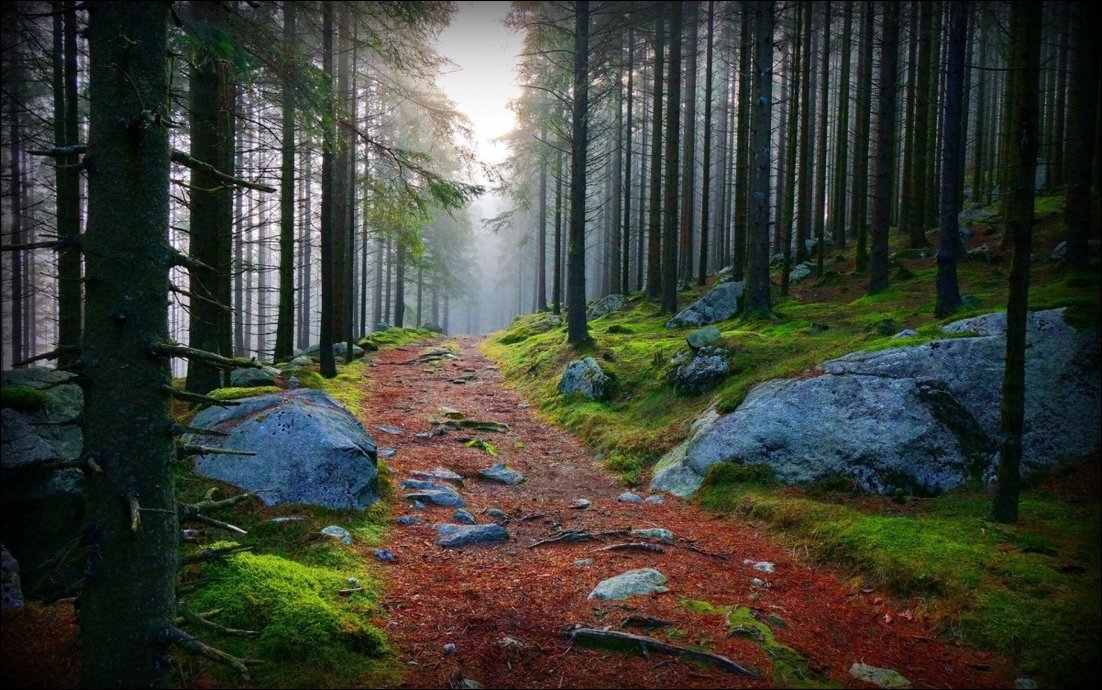 Дорога в лесу
