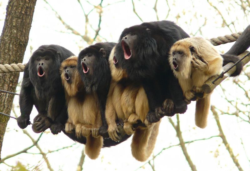 Шесть смешных обезьянок