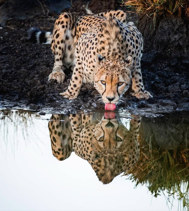 Леопард пьёт воду