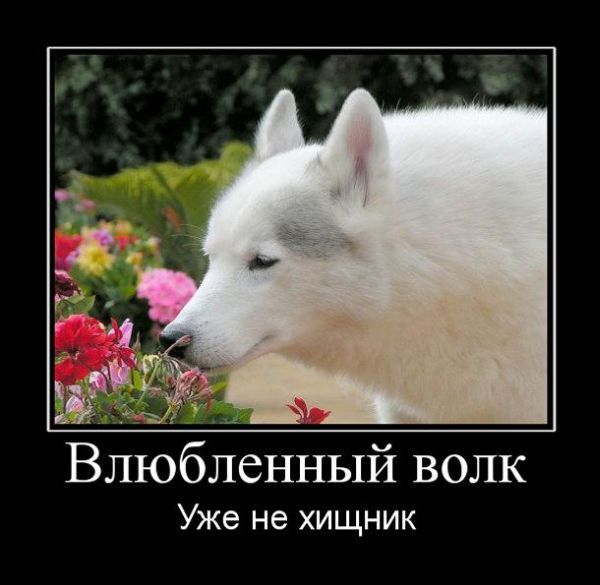 Пёс нюхает цветочки