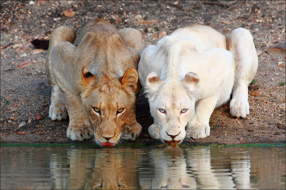 Два льва у воды