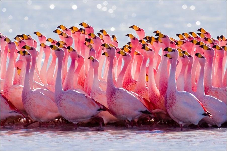 Розовые фламинги