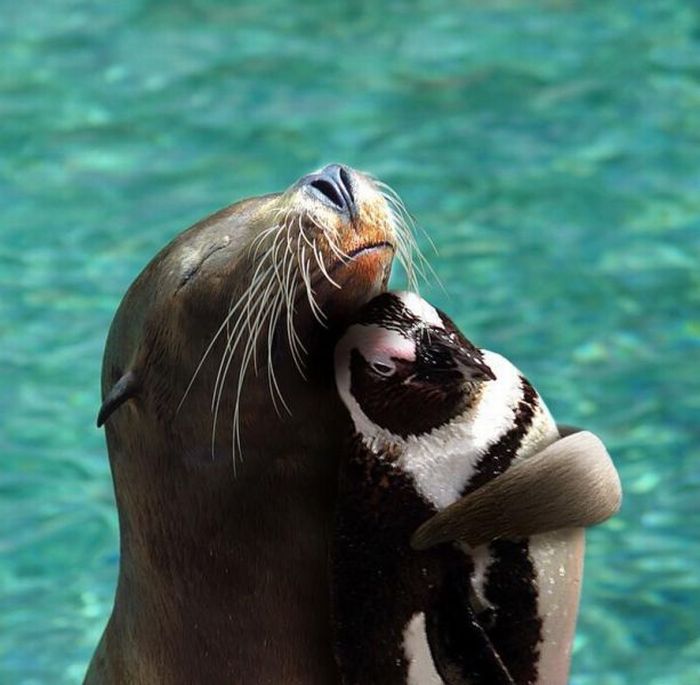 Котик и пингвин обнимаются