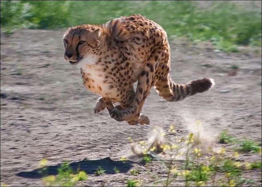 Леопард быстро бегает