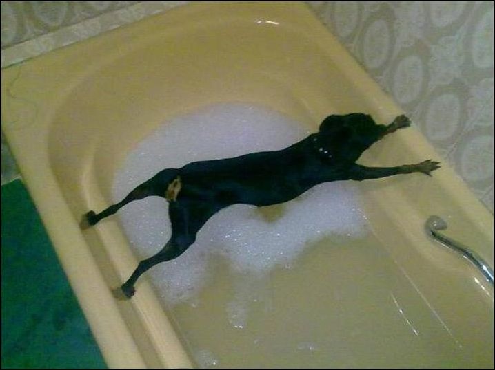 Собака не хочу мыться