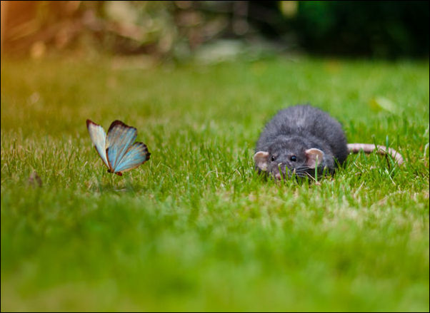 Мышка хочет бабочку съесть