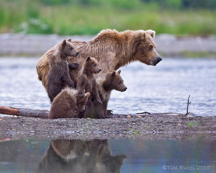 Мама с медвежатами
