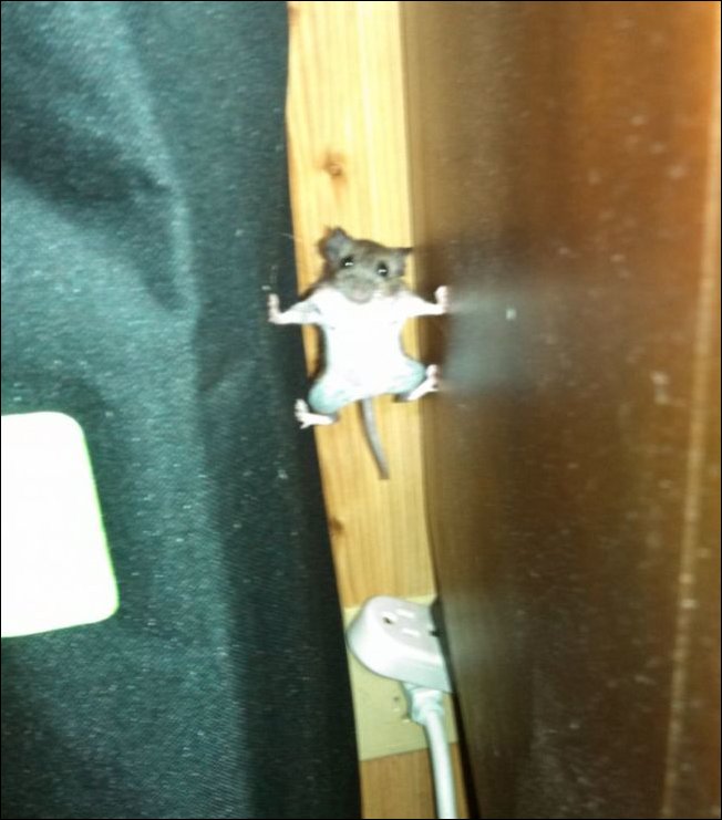 Мышка альпинист