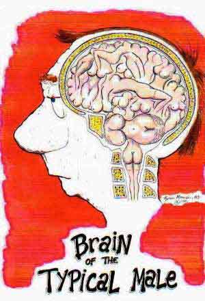 Мозг типичного мужчины
