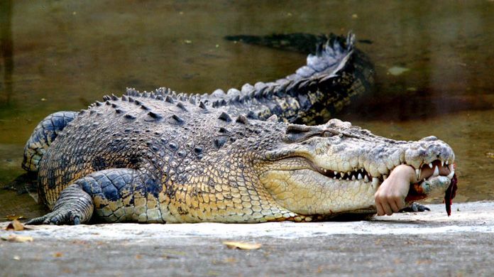 Крокодил с рукой ветеринара Чанг По Ю в зоопарке Каосинга, Тайвань, 11 апреля. Руку, кстати, потом пришили.