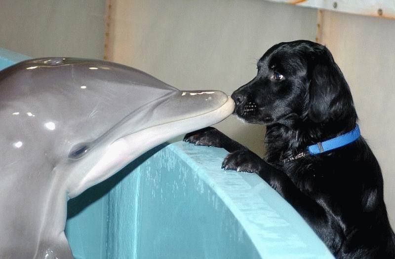 Дельфин и собака