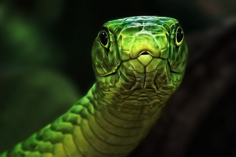 Змейка зеленая