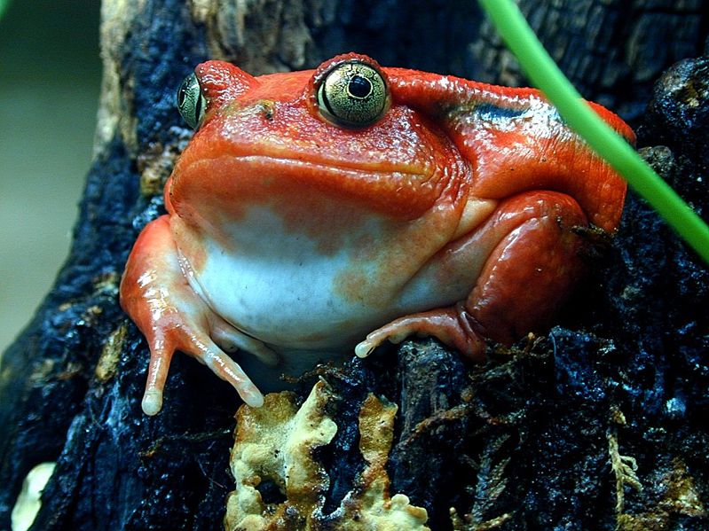 Красная жаба