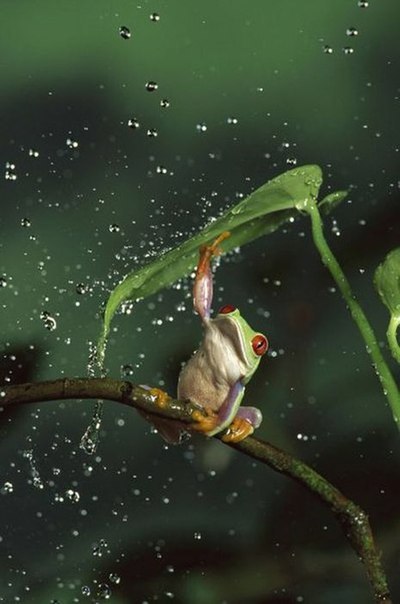 Лягушка под дождём под листом