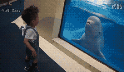 Дельфин пуляет воду на мальчика